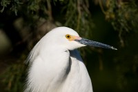 Snowy Egret (Egretta thula)